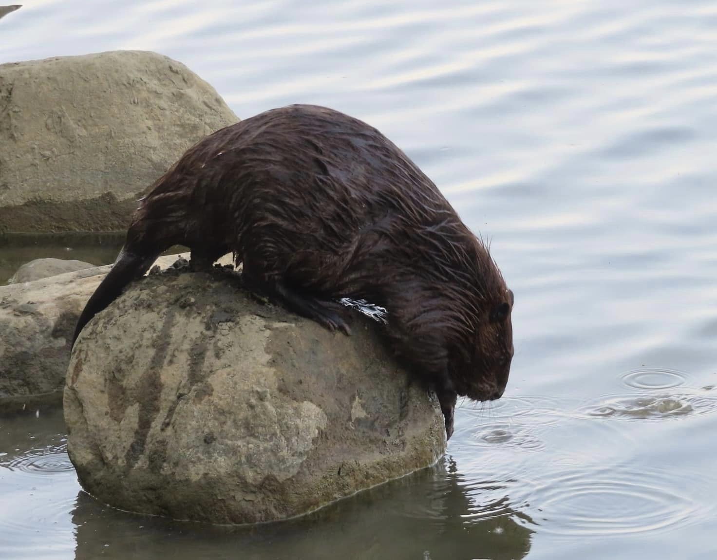 beaver on rock