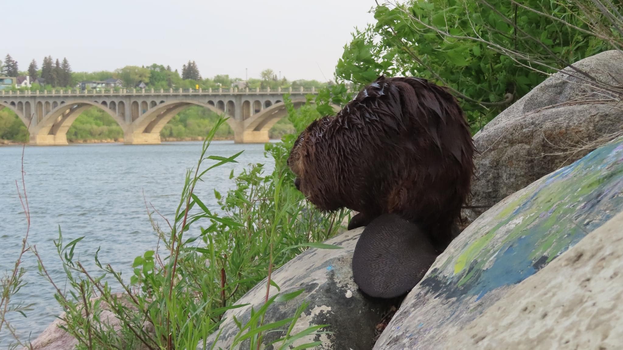 beaver by a river with a bridge